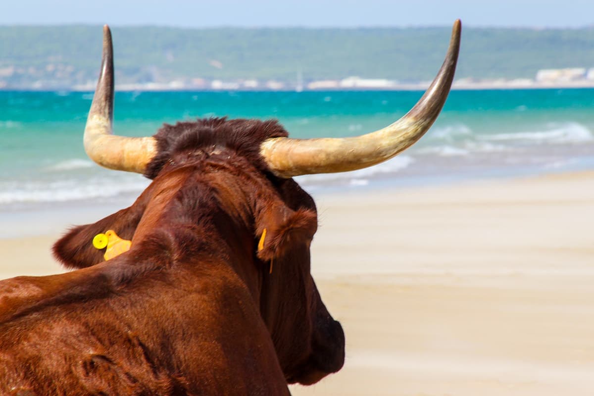 Zahara de los Atunes 7